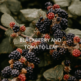 FieldDay Wander Folk Tin Candle - Blackberry and Tomato Leaf