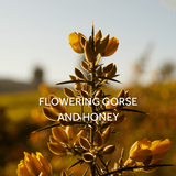 FieldDay Belong Folk Tin Candle - Flowering Gorse and Honey