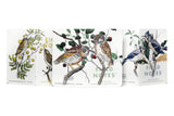 Field Notes Birds & Trees of North America Pocket Notebooks - 3 Pack