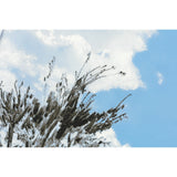 Hobonichi A6 Cover - Kyohei Sakaguchi: Field Sky