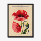 Coquelicot - Poppy Fine Art Print A3