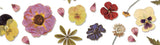 MT Pressed Flower Packing Washi Tape 1 Roll