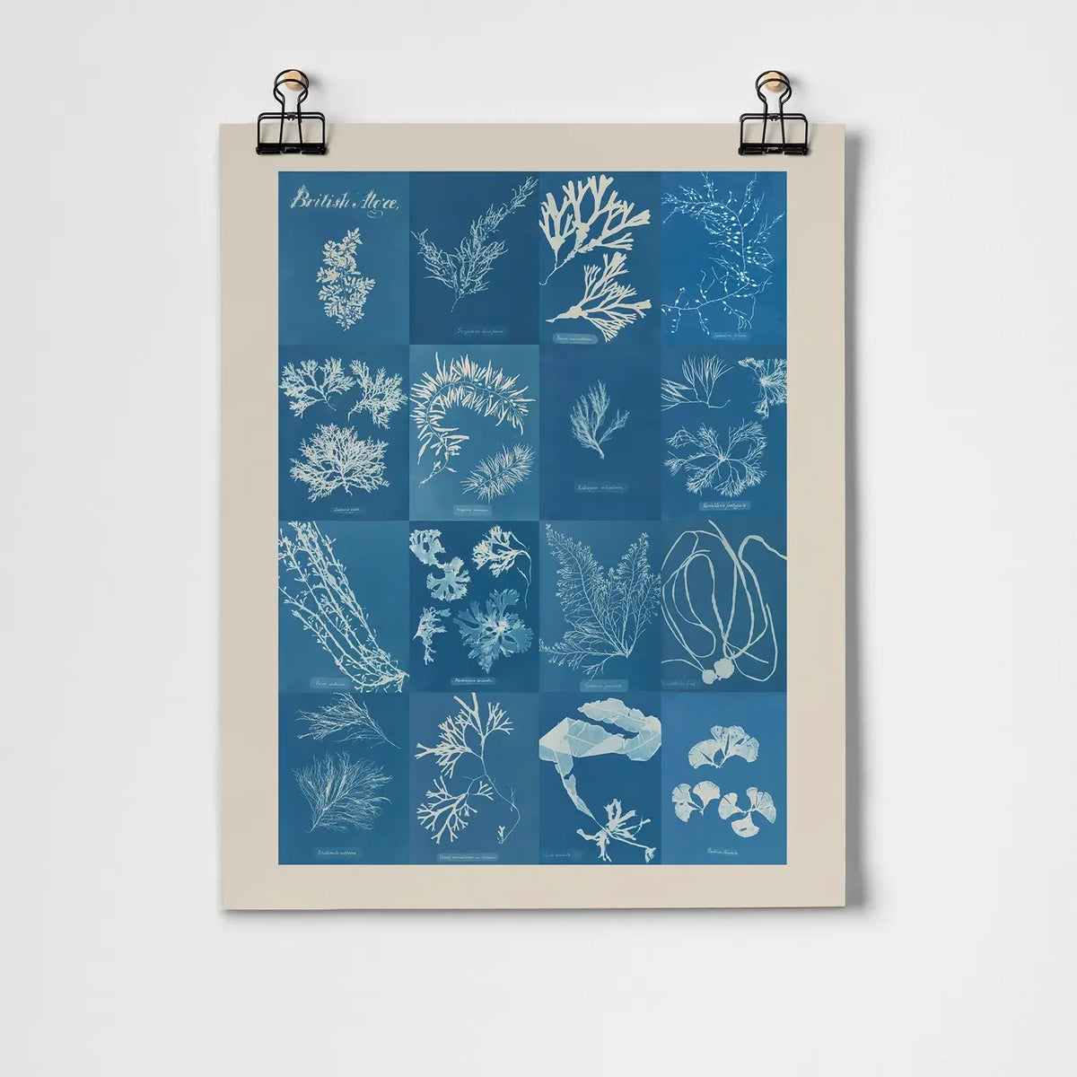 British Algae Cyanotype Impressions A3 Art Print
