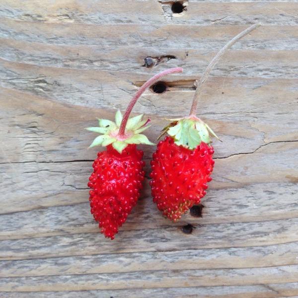 Piccolo Alpine Strawberry Seeds