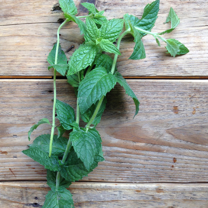 Piccolo Moroccan Spearmint Seeds