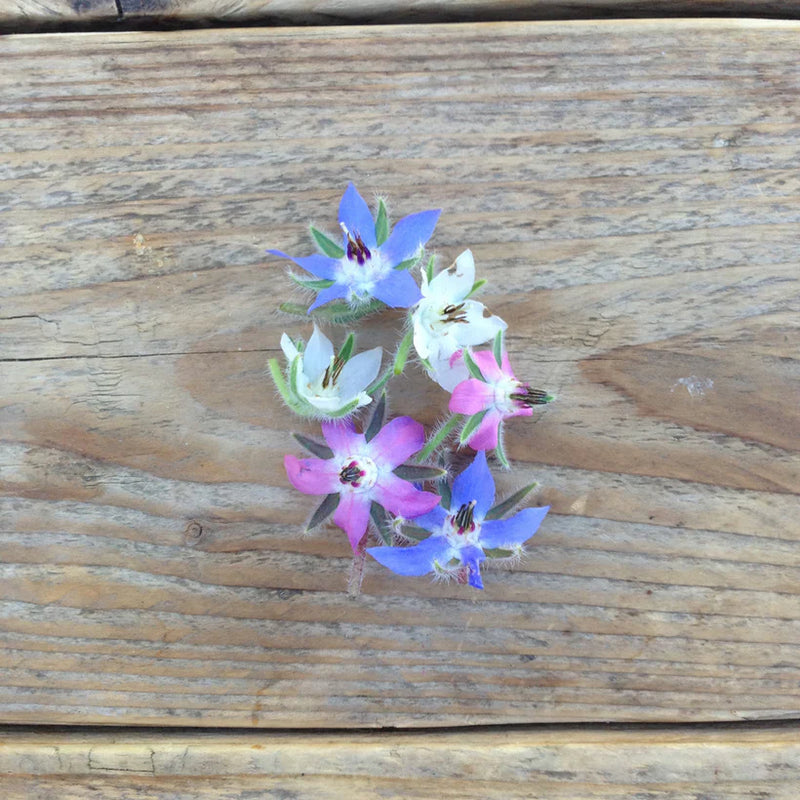 Piccolo Borage Flower Mix Seeds