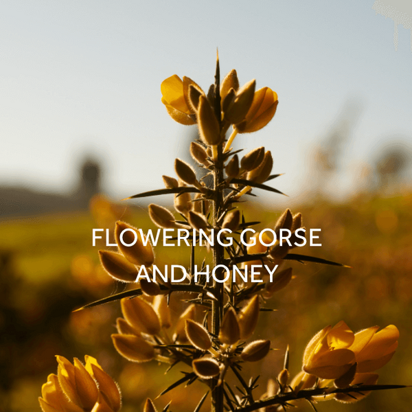 FieldDay Belong Folk Tin Candle - Flowering Gorse and Honey