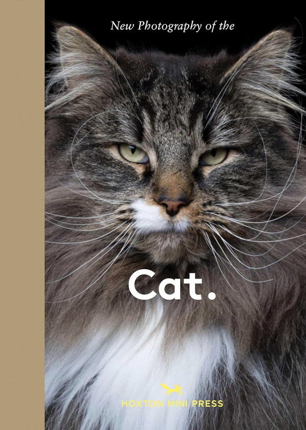 New Photography of the Cat.: The best new photography of cats.
