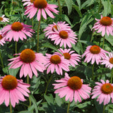 Piccolo Bird's Feeding Herbs Collection