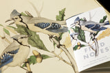 Field Notes Birds & Trees of North America Pocket Notebooks - 3 Pack