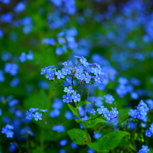 Piccolo Indigo Blue Forget-Me-Not