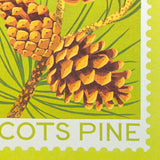 Scots Pine Stamp - A5 Risograph Print