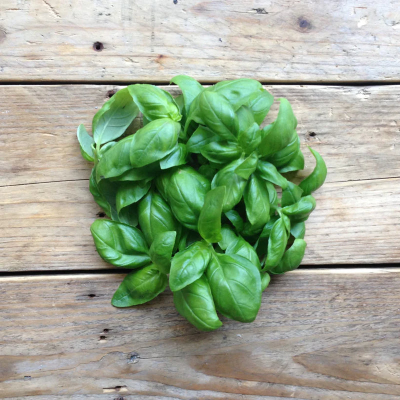 Piccolo Basil Genovese Seeds